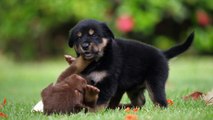 ||cute puppy|| cute animals||cute dogs||lovely puppy||new puppy video||cute animals new video||