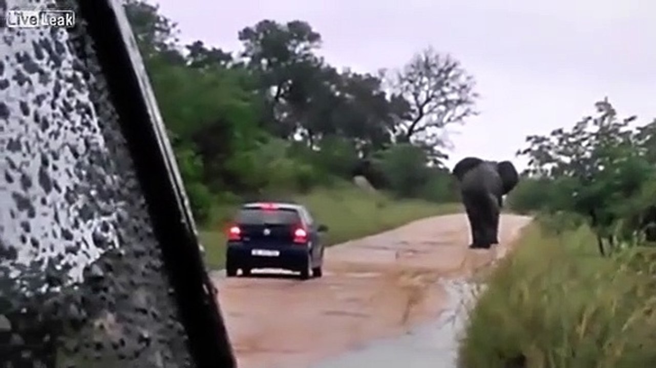 Elefante