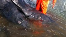 Baleias siamesas dão à costa no México