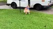 thea white will your dog protect you puppy dog pals dog video  dog status #short #shorts #viral