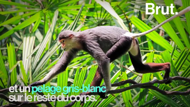 Le douc à pattes rousses : un singe très coloré