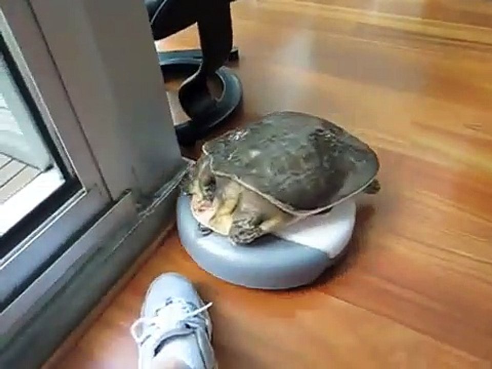 tartaruga