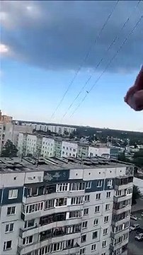 Il nourrit un milan noir sauvage depuis son balcon