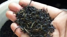 ग्रीन टी कैसे बनाएं  Perfect Way to Make Green Tea For Weight Loss and Stay Fit