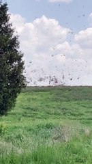 Whirlwind Develops in Hayfield