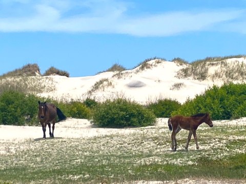 Elderly Wild Horse Known for Babysitting Young Horses Found Dead on Outer Banks