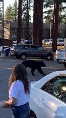 Black Bear Snags Bag from Truck in Lake Tahoe