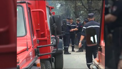 Wälder brennen in Algerien, Italien, Griechenland, der Türkei