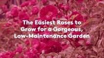 The Easiest Roses to Grow for a Gorgeous, Low-Maintenance Garden
