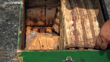 Βόρεια Εύβοια: Μέλισσες στις στάχτες