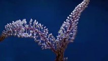 Time Lapse Of Flower Blooming By GoPro _ Video No 9 _ TimeLapse Shots