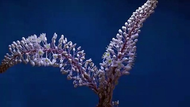 Time Lapse Of Flower Blooming By GoPro _ Video No 9 _ TimeLapse Shots