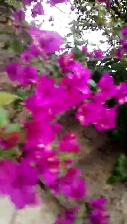 #LINDAS FLORES