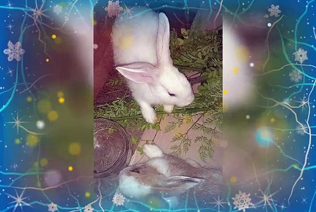 White Rabbit and Rabbit Bunny 