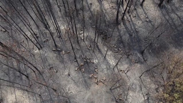 Wildfires devastate Greek farmers and beekeepers