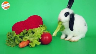 White Rabbit Eating Lettuce And Carrot