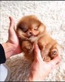 Mini Pomeranian Funny and Cute Pomeranian