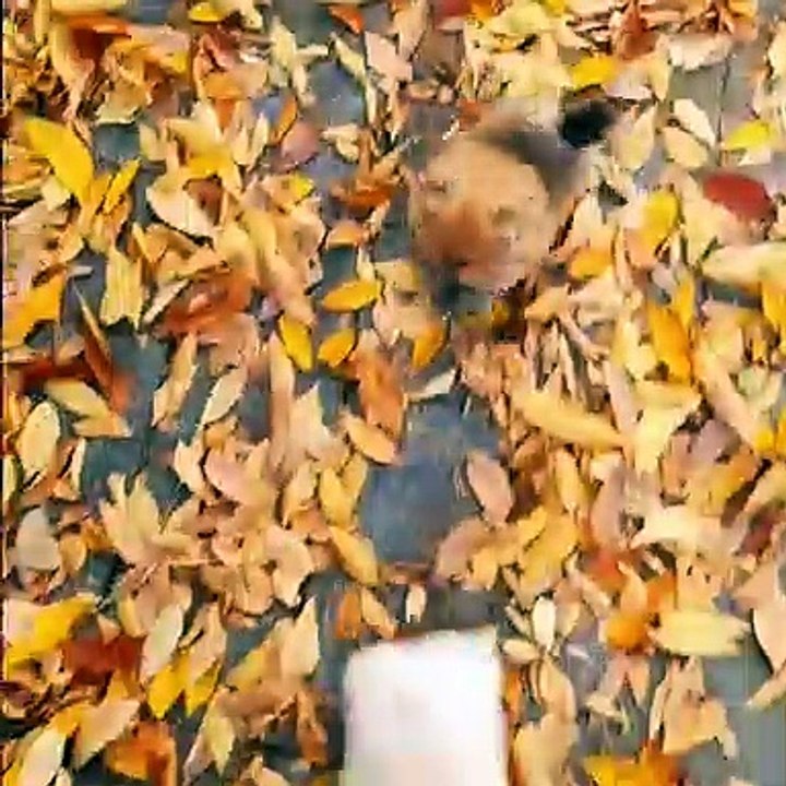 Mini Pomeranian Funny and Cute Pomeranian