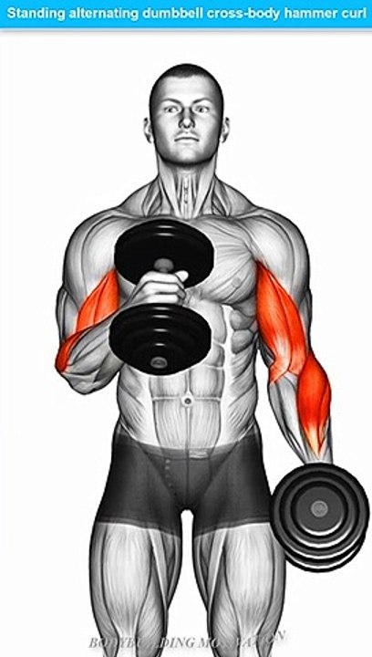 STANDING ALTERNATING DUMBBELL CROSS BODY HAMMER CURL | EXERCISE DATABASE & LIBRARY | BODYBUILDING MOTIVATION