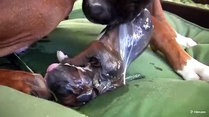 a dog give birth:-)