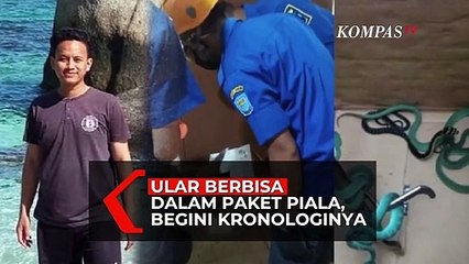 Geger Ular Berbisa Dalam Paket Piala, Begini Kronologinya