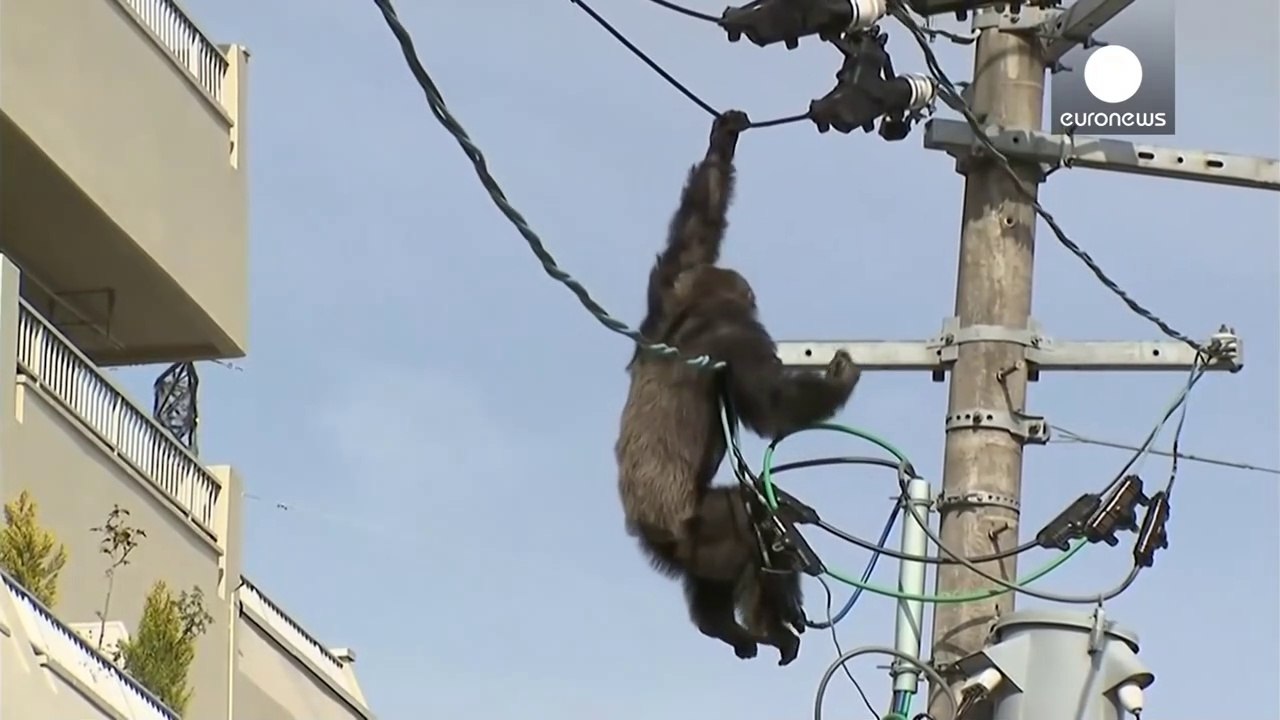 Chimp escape- Primate swings from live power lines, falls from electricity pole