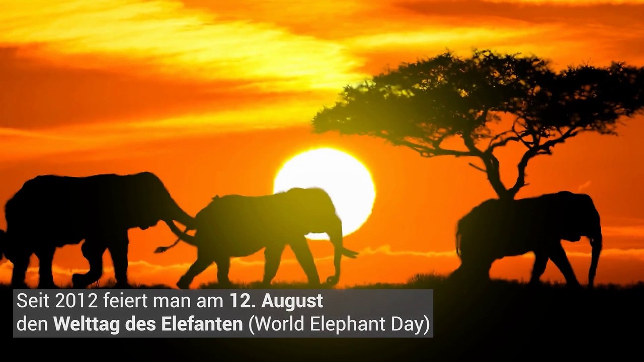 Welttag der Elefanten