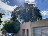Quase três meses depois, árvores que ameaçavam residência de idosa em Cajazeiras são cortadas