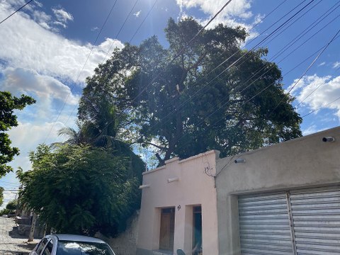Quase três meses depois, árvores que ameaçavam residência de idosa em Cajazeiras são cortadas