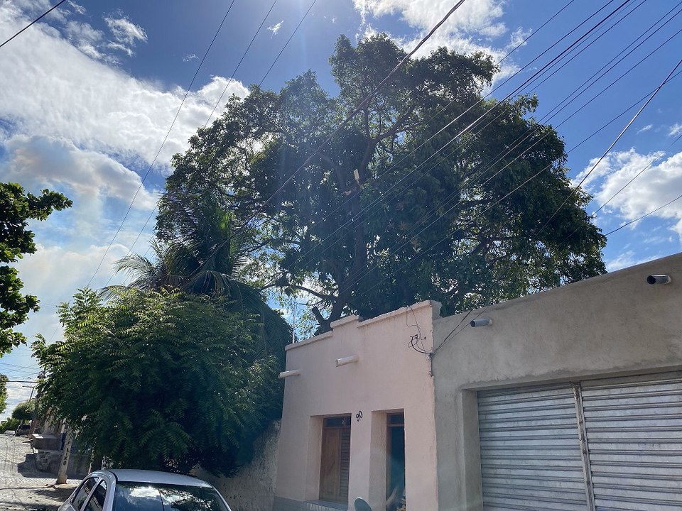 Quase três meses depois, árvores que ameaçavam residência de idosa em Cajazeiras são cortadas