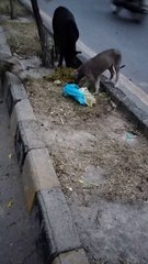 Hungry Street Dogs Finding Foods To Eat
