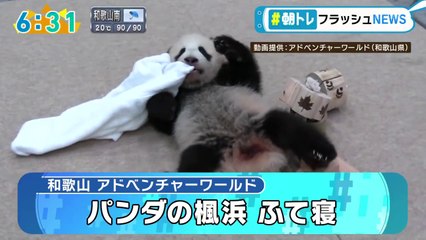 楓浜のふて寝（生後5ヶ月）2021.4.14