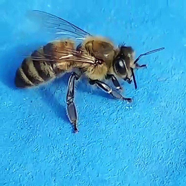 Bee Honey