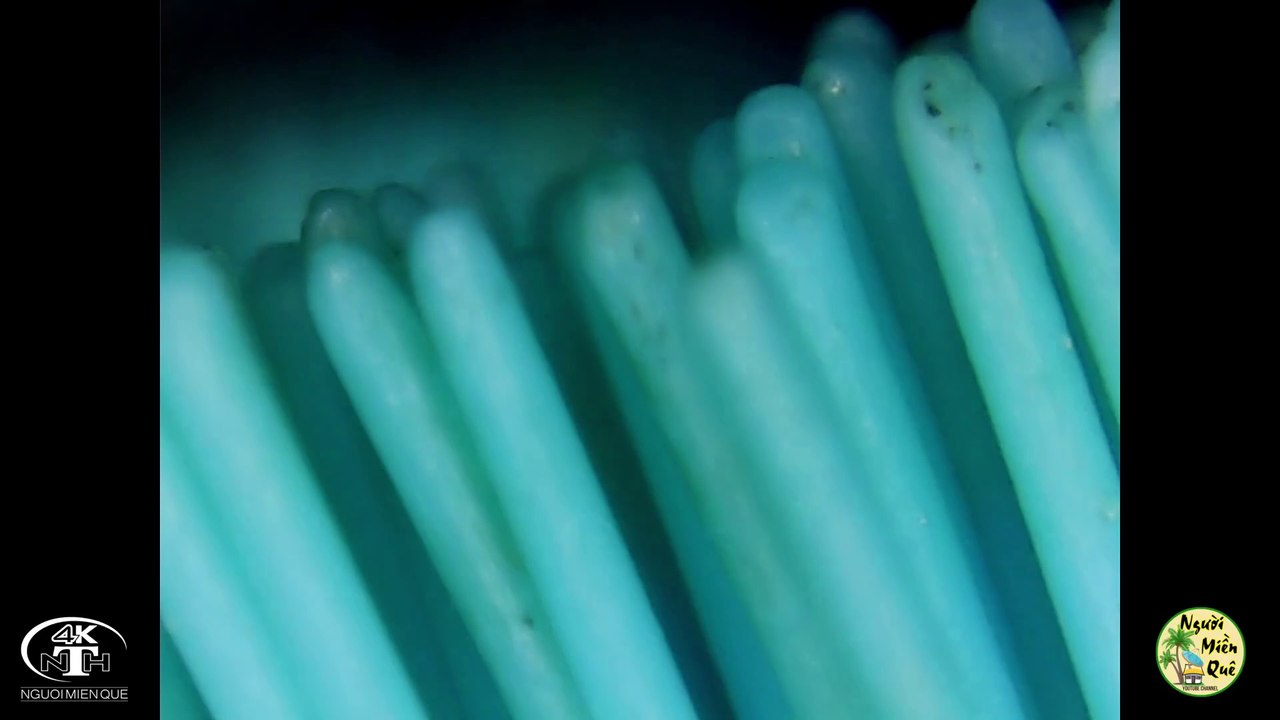Kinh hoàng khi soi bàn chải đánh răng dưới kính hiển vi | Toothbrush under microscopes #NgườiMiềnQuê