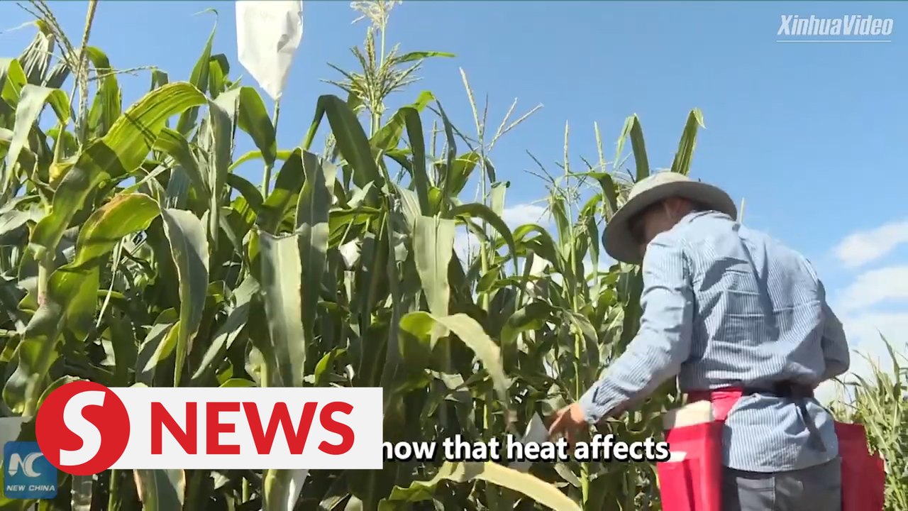 Corn farming in Turpan, China