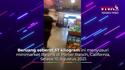 Seekor Beruang Berkeliaran Menyusuri Minimarket California