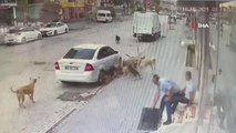 Başıboş sokak köpekleri esnaf ve vatandaşlar korku saçıyor
