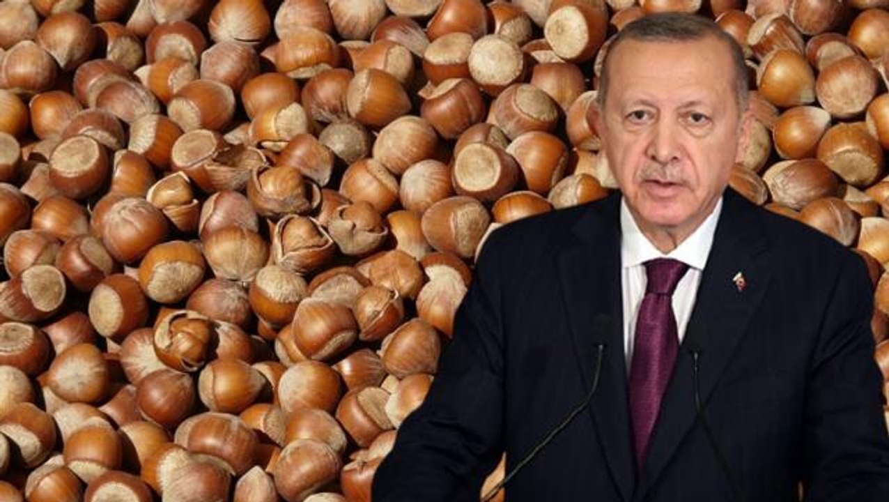 Cumhurbaşkanı Erdoğan bizzat açıkladı! Bu yıl Giresun fındığı 27 liradan, levant fındık 26,5 liradan alınacak