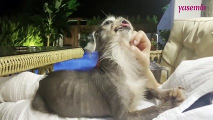 Ezgi Mola'nın acı kaybı! "Suşi'ye veda"