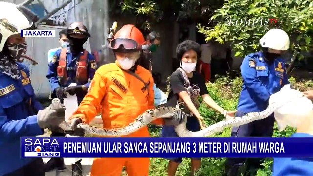 Gawat! Ada Ular Sanca Sepanjang 3 Meter di Rumah Warga