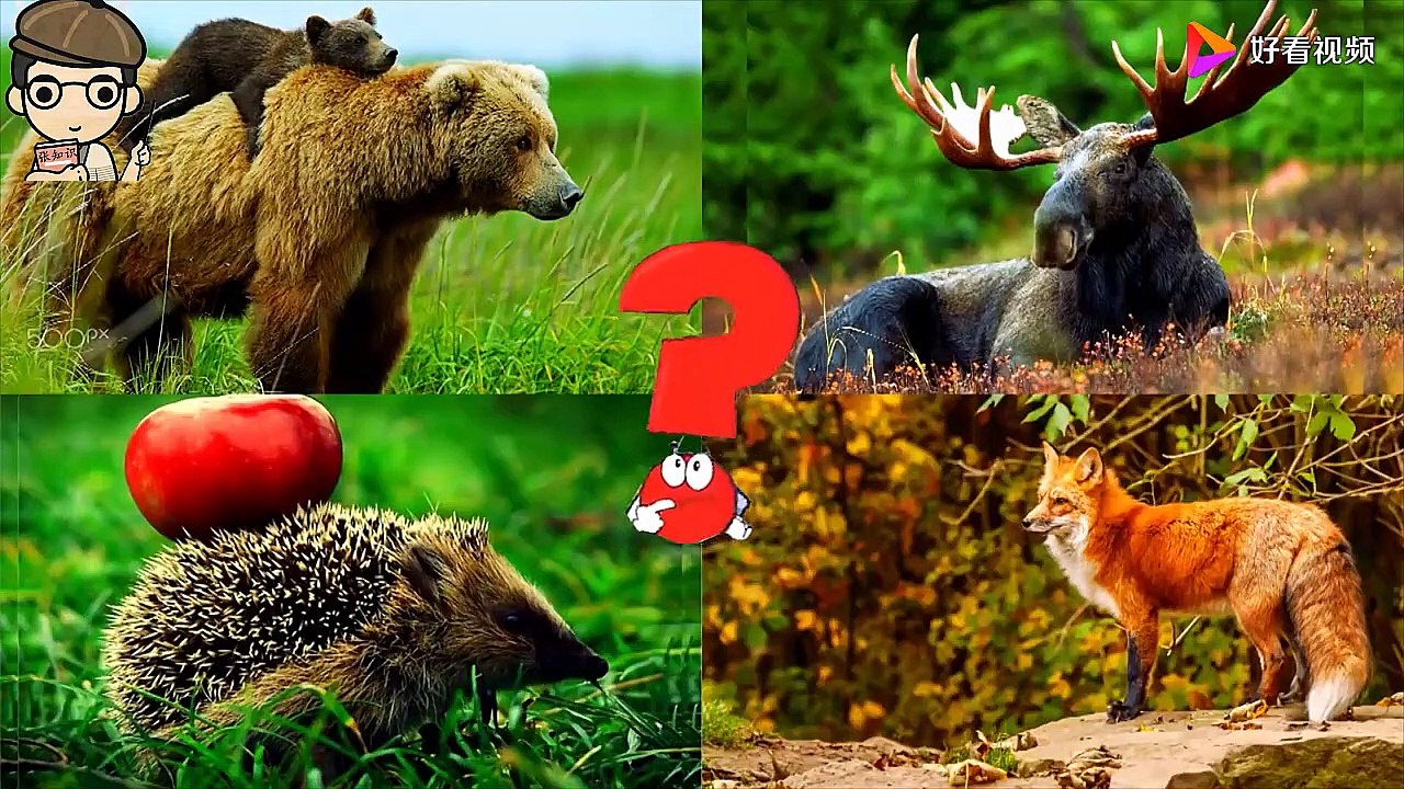 Classroom for entertaining and teaching: Which one is the cunning fox for the kids?