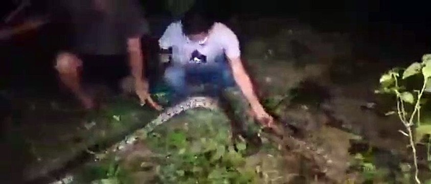 दिल्ली में निकला दस फुट लंबा अजगर, देखिए कैसे पकड़ में आया