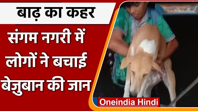 Prayagraj Floods: बाढ़ में फंसे Dogs का स्थानीय लोगों ने किया Rescue, देखिए वीडियो | वनइंडिया हिंदी