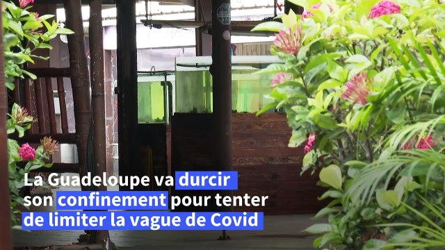 Guadeloupe: l'île reconfinée, les hôpitaux saturés