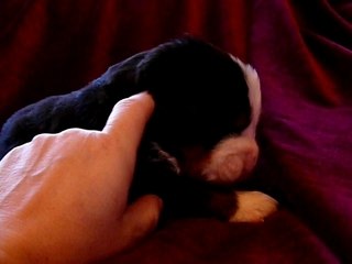 petit bleu et jaune a 2 semaines de vie ! www.lesbernois.com