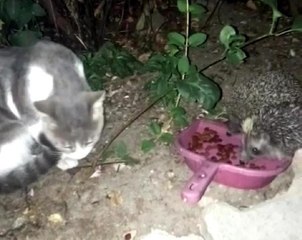 KEDİSİ İÇİN BIRAKTIĞI MAMALARI KİRPİLER YEDİ