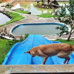 Funniest & Cutest Labrador Puppies #2 - Funny Puppy Videos 2020