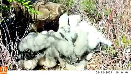 A successful year for Hen Harriers in the Forest of Bowland