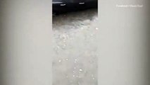 إنقاذ سيارة من الفيضان على يد امرأة وكلبها الشجاع في فيديو مؤثر
