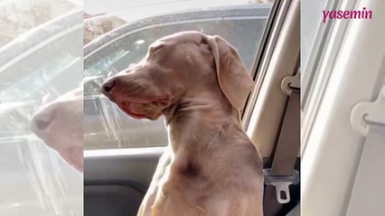 Uykuya direnen köpeğin hali izleyenleri güldürüyor